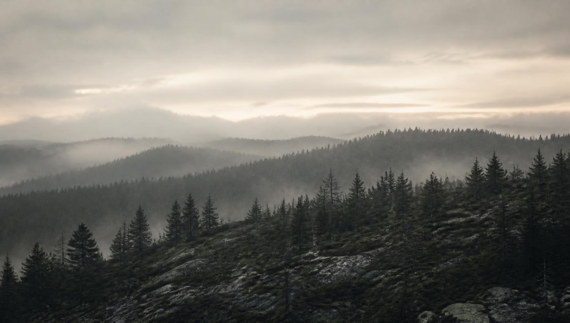 Mist settling over a forested ridge at dawn